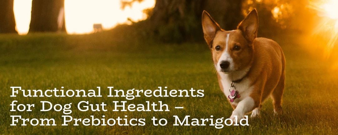 View of Dog Gut Health: Prebiotics, Marigold & Functional Ingredients